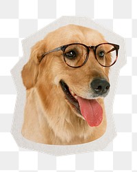 PNG Golden retriever  dog sticker with white border, transparent background