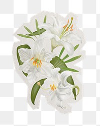 Lily flowers png sticker, paper cut on transparent background