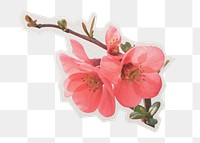 Png Chinese quince flower sticker, paper cut on transparent background