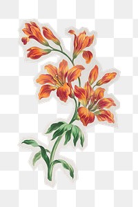 Orange lily png vintage sticker, paper cut on transparent background. Remixed by rawpixel.