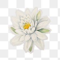 Water lily watercolor png sticker, paper cut on transparent background