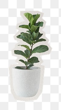 Fiddle-leaf fig png plant sticker, paper cut on transparent background