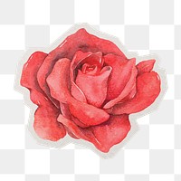 Watercolor rose png sticker, paper cut on transparent background