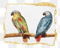 PNG vintage parrot and gray red tailed parrot illustration, ripped paper transparent background. Remixed by rawpixel.