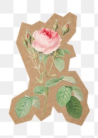 Vintage pink rose png, cut out paper element, transparent background. Artwork from Pierre Joseph Redouté remixed by rawpixel.