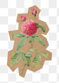 Vintage flower illustration png, cut out paper element, transparent background. Artwork from Pierre Joseph Redouté remixed by rawpixel.