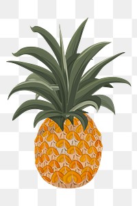 Png Pineapple Tropical Fruit element, transparent background