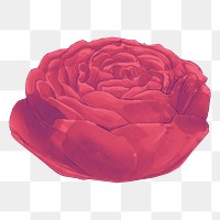 Red rose png illustration, transparent background