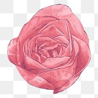 Red rose png illustration, transparent background