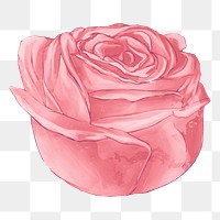 Red rose png illustration, transparent background