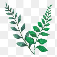 Watercolor leaf png illustration, transparent background