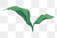 Watercolor leaf png illustration, transparent background