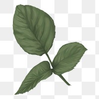 Watercolor leaf png illustration, transparent background