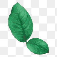 Watercolor leaf png illustration, transparent background