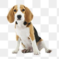 Beagle dog png element, transparent background