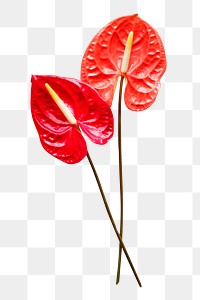 Red flower png element, anthurium, transparent background