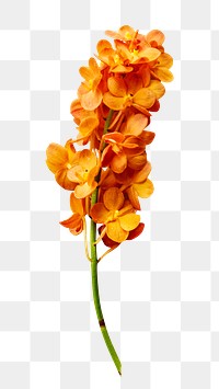 Orange flowers png element, transparent background