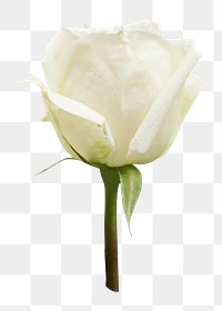 White rose png element, transparent background