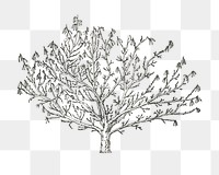 Tree png black and white vintage illustration on transparent background