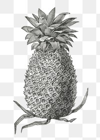 Charlotte Rothschild's pineapple png vintage fruit, transparent background