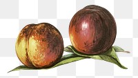 Vintage png peach fruit illustration on transparent background