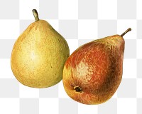 Vintage png illustration, pear fruit drawing on transparent background