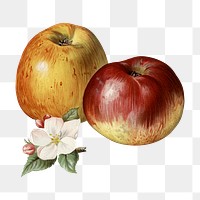 Red apple png fruit and flower illustration on transparent background