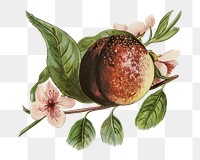  Peach png vintage fruit, transparent background