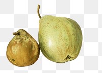 Vintage png illustration, pear fruit drawing on transparent background