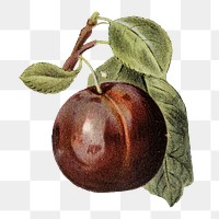 Plum png vintage illustration, fruit element on transparent background