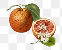 Vintage orange png illustration on transparent background