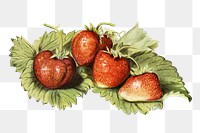 Vintage strawberry png fruit illustration on transparent background