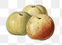 Vintage apple png fruit illustration on transparent background