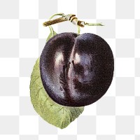 Vintage plum png fruit illustration on transparent background