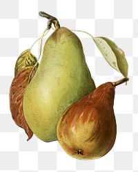 Vintage png illustration, pear fruit drawing on transparent background