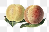 Vintage png peach fruit illustration on transparent background