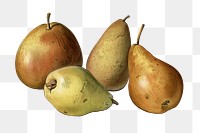 Vintage png illustration, pear fruit drawing on transparent background