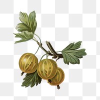 Gooseberry png vintage illustration, fruit element, transparent background