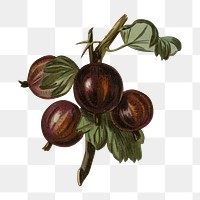 Gooseberry png vintage illustration, fruit element, transparent background