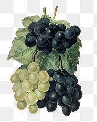 Grape png vintage fruit sticker, transparent background