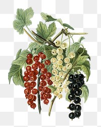 Png black naples, victoria, white dutch currants, transparent background