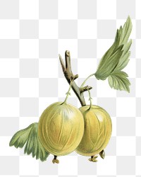 Gooseberry png vintage illustration, fruit element on transparent background