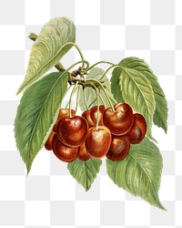 Bigarreau cherries png vintage fruit, transparent background