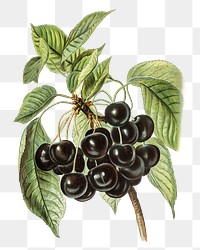 Early rivers cherries png vintage, transparent background