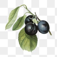 Plum png vintage illustration, fruit element on transparent background