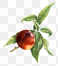 Vintage apple png fruit illustration on transparent background