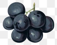 Vintage grape png fruit illustration on transparent background