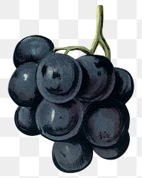 Vintage grape png fruit illustration on transparent background