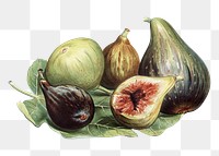 Vintage png fig fruit illustration on transparent background