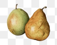 Vintage pear png fruit illustration on transparent background